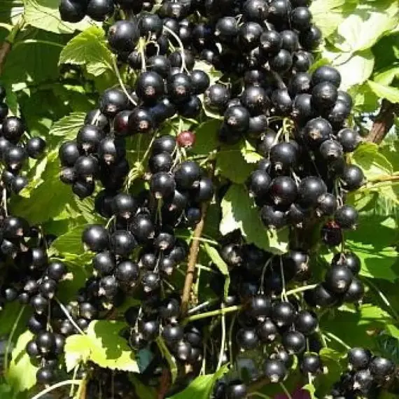 Смородина черная Зеленая Дымка