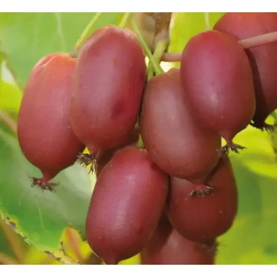 Актинидия аргута Харди Ред