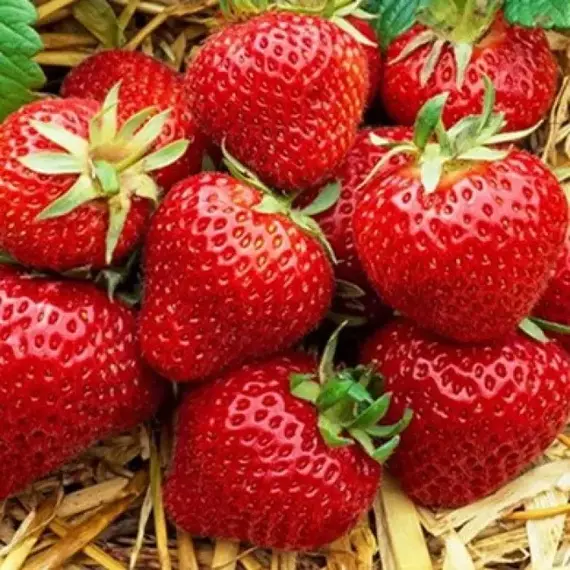 Земляника (Клубника) Магнус