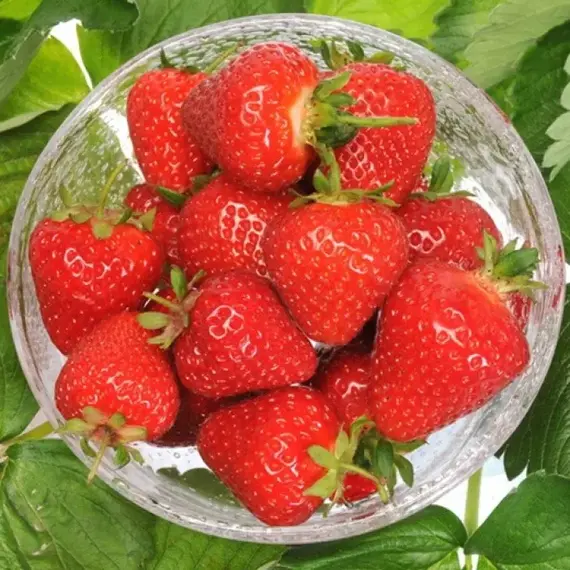 Земляника (Клубника) Моллинг Столетие