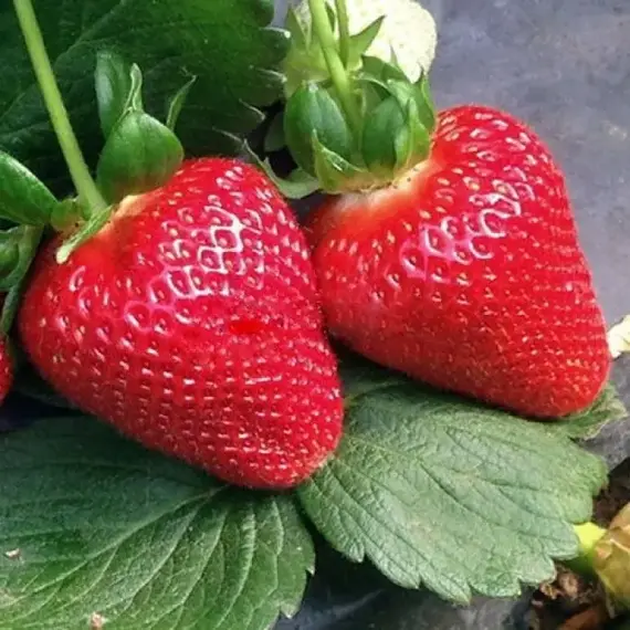 Земляника (Клубника) Мурано ремонтантная