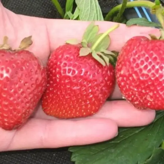 Земляника (Клубника) Румба