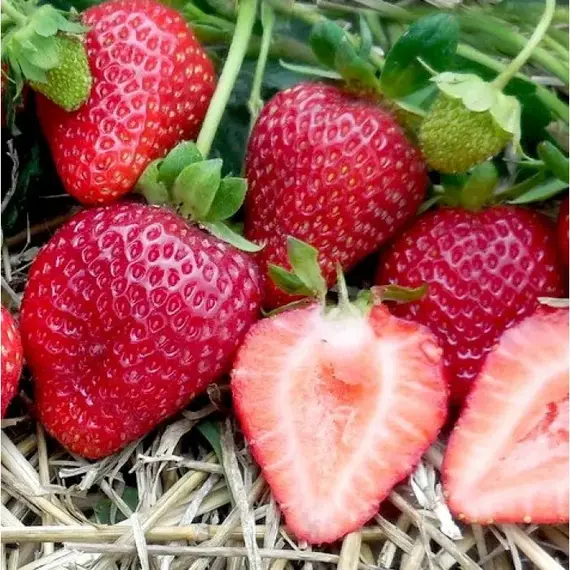 Земляника (Клубника) Альбион ремонтантная