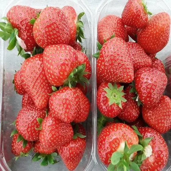 Земляника (Клубника) Лималексия