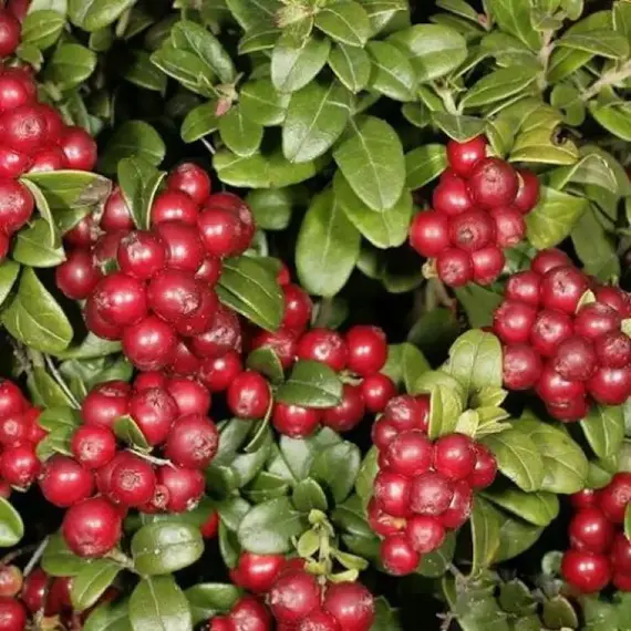 Брусника обыкновенная Руно Белявское)