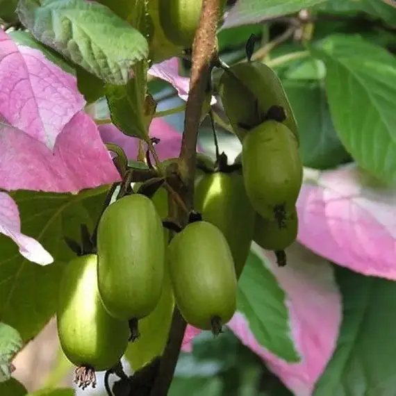 Актинидия коломикта Доктор Шимановский (самоплодный)