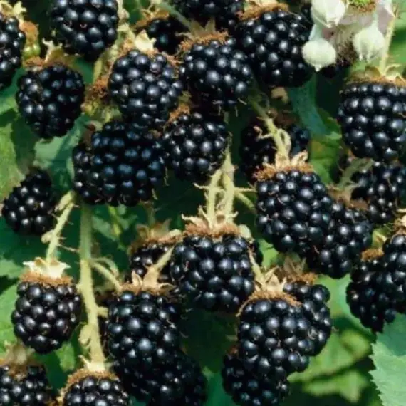 Ежевика Агавам