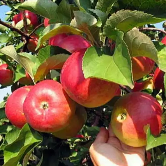 Яблоня Подарок Графскому