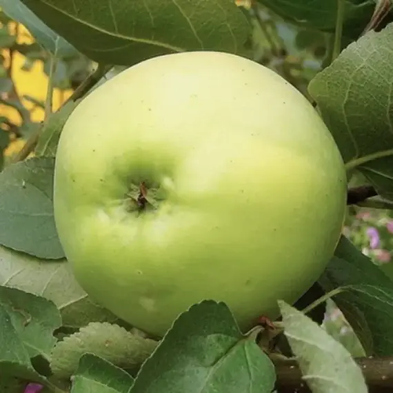 Яблоня Юбиляр