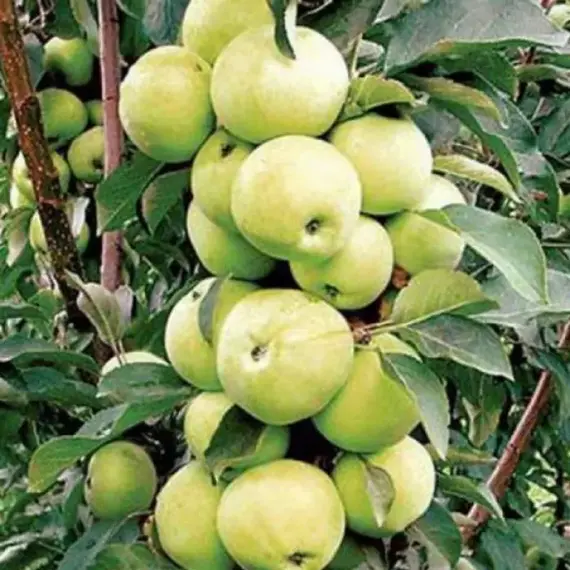 Яблоня колоновидная Диалог