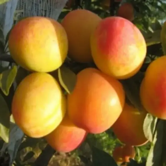 Алыча Ветразь