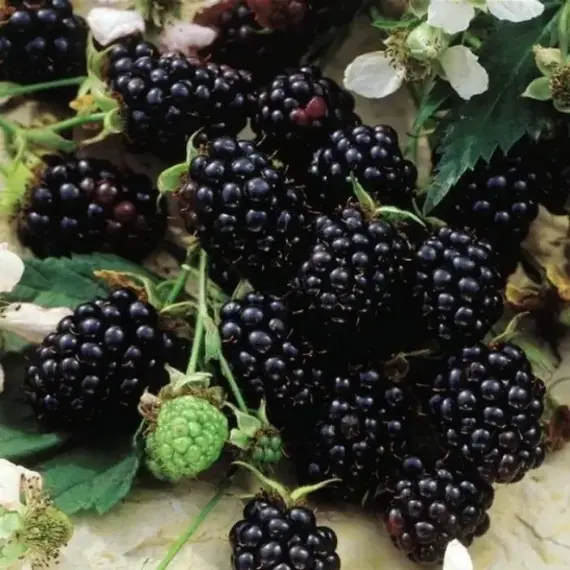 Ежевика Честер