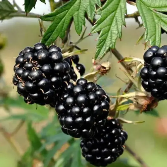 Ежевика Торнлесс Эвергрин