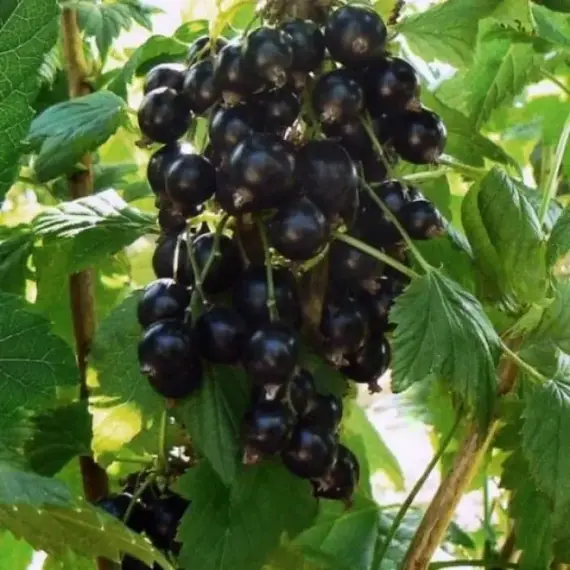 Смородина черная Память Вавилова