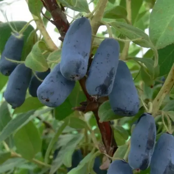 Жимолость съедобная Ленинградский великан