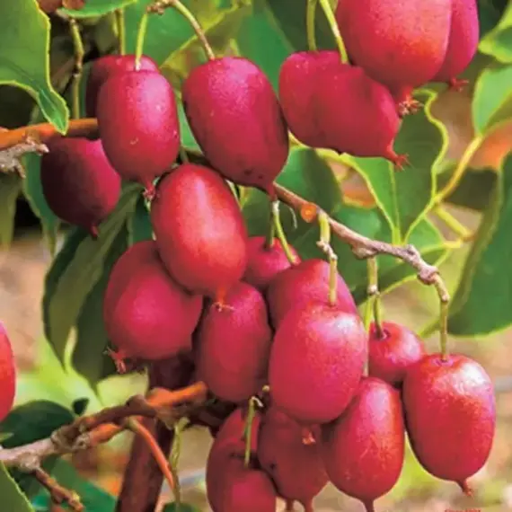 Актинидия аргута Пурпурная Садовая