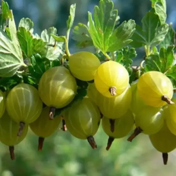 Крыжовник Коралл