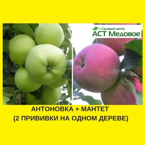 Яблоня с 2-мя прививками АНТОНОВКА + МАНТЕТ