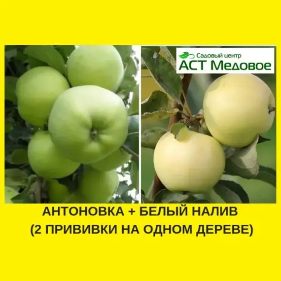 Яблоня с 2-мя прививками АНТОНОВКА + БЕЛЫЙ НАЛИВ