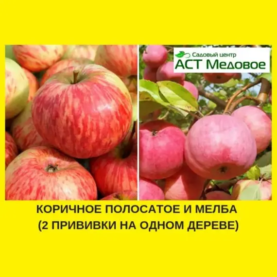 Яблоня с 2-мя прививками ОСЕННЕЕ ПОЛОСАТОЕ + ИМРУС