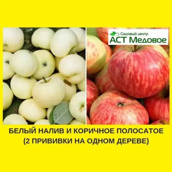 Яблоня с 2-мя прививками БЕЛЫЙ НАЛИВ + КОРИЧНОЕ ПОЛОСАТОЕ