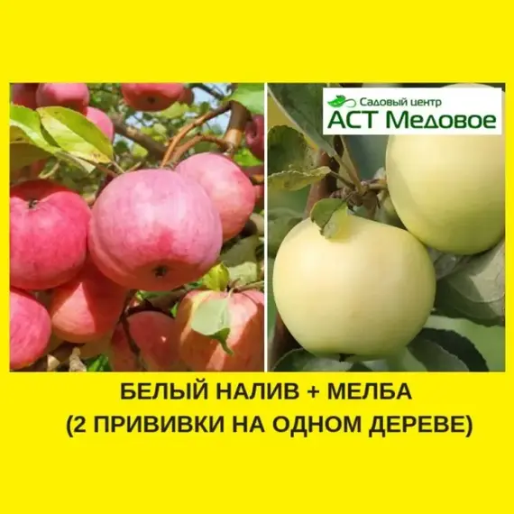 Яблоня с 2-мя прививками БЕЛЫЙ НАЛИВ + МЕЛБА