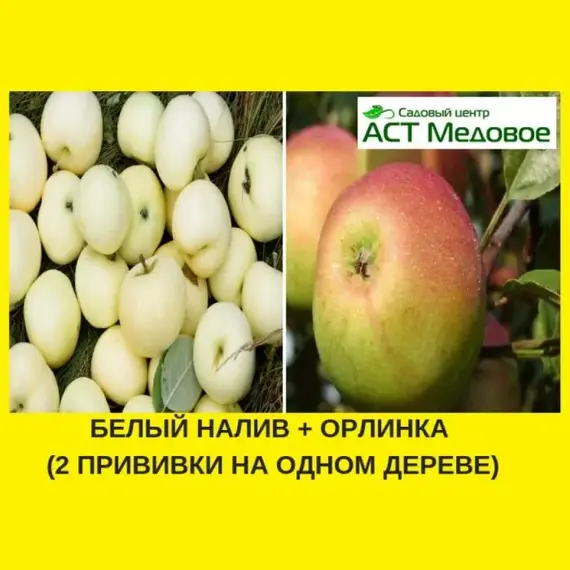 Яблоня с 2-мя прививками БЕЛЫЙ НАЛИВ + ОРЛИНКА