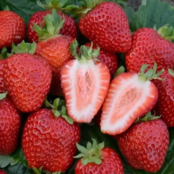 Земляника (Клубника) Сан Андреас ремонтантная