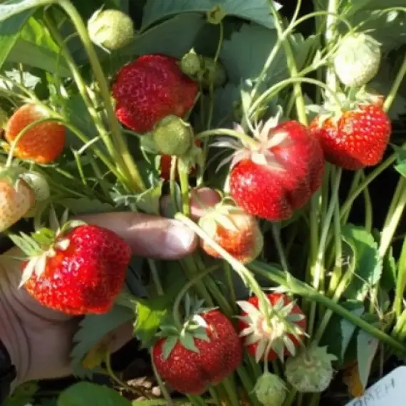 Земляника (Клубника) Кармен