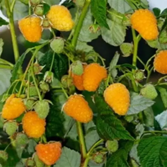 Малина ремонтантная Золотая осень