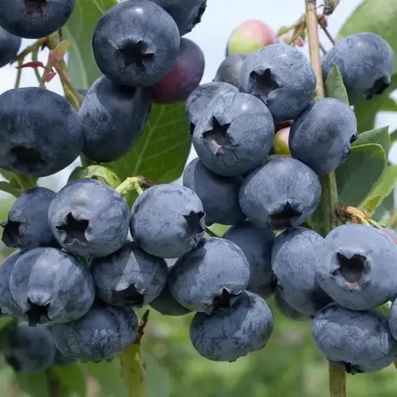 Голубика садовая Блю Свейд