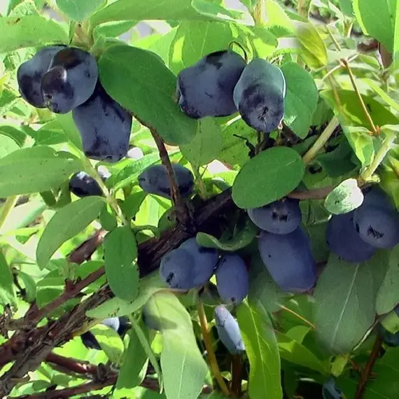 Жимолость съедобная Зойка