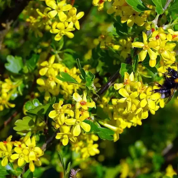 Смородина золотистая