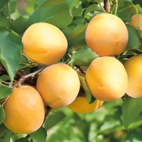 Абрикос Викинг 2-х летний