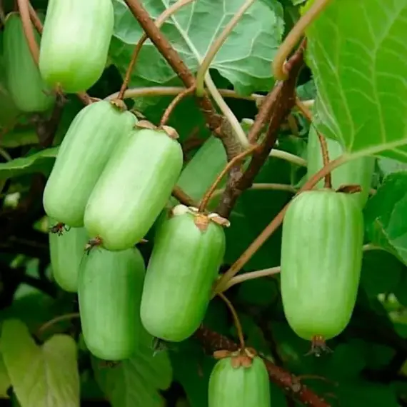 Актинидия коломикта Вир-2 (жен.)