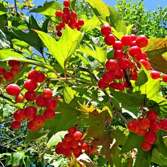 Калина обыкновенная Луч