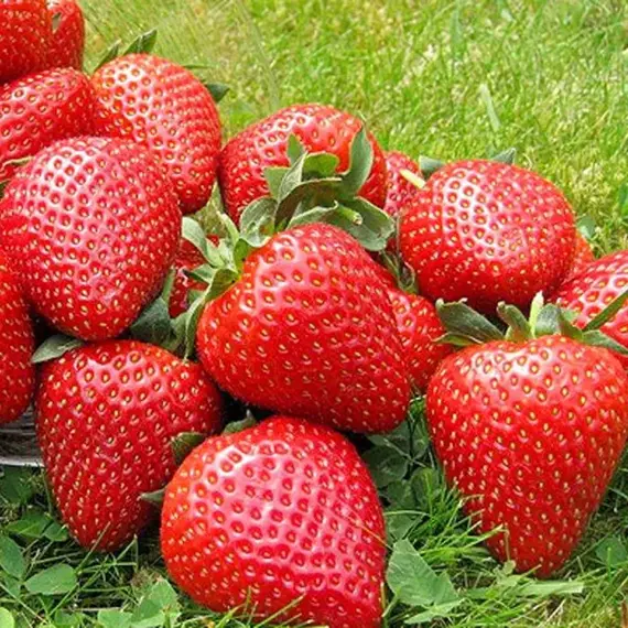 Земляника (Клубника) Вибрант