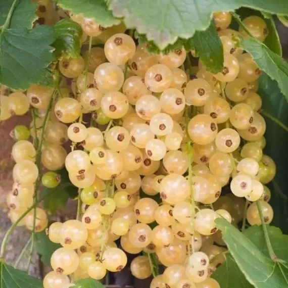 Смородина белая Вердавия