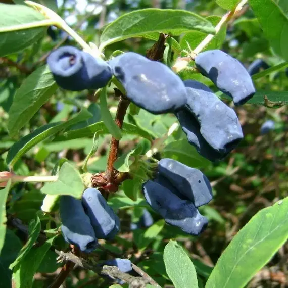 Жимолость съедобная Зимородок