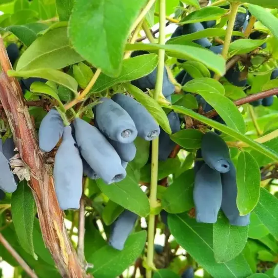 Жимолость съедобная Поклон Сибири