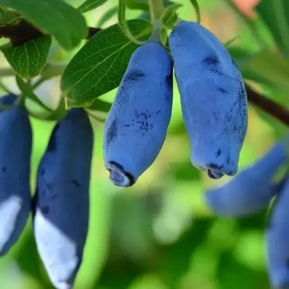 Жимолость съедобная Шахиня