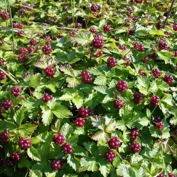 Поляника (княженика) Анна