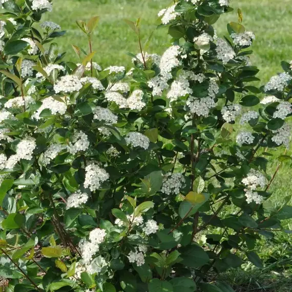 Арония сливолистная (черноплодная рябина) Неро