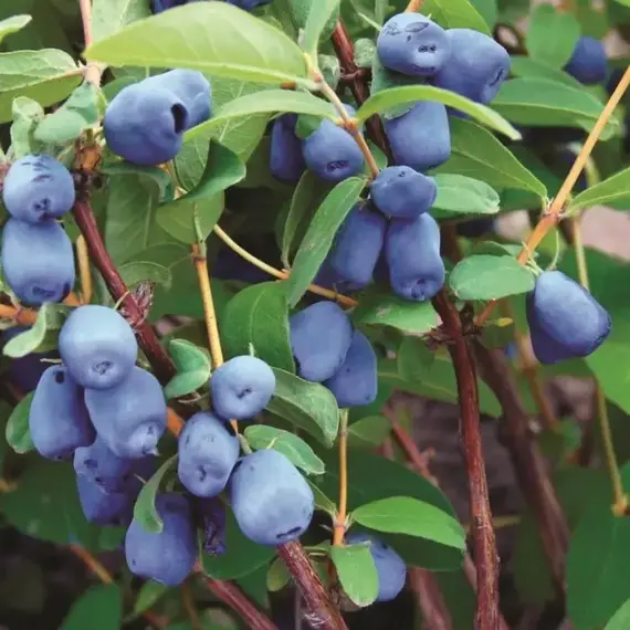 Жимолость съедобная Хоней би