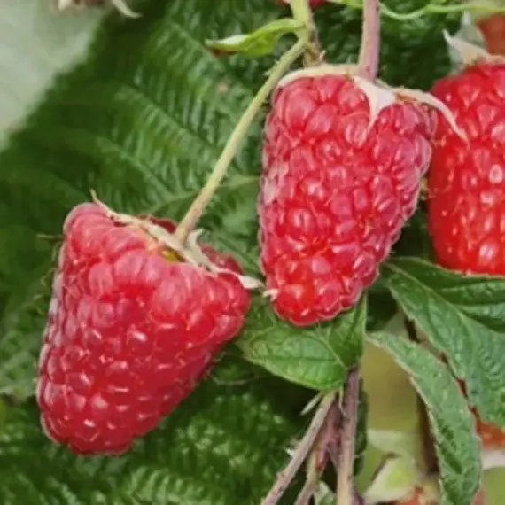 Малина ремонтантная Брянское диво