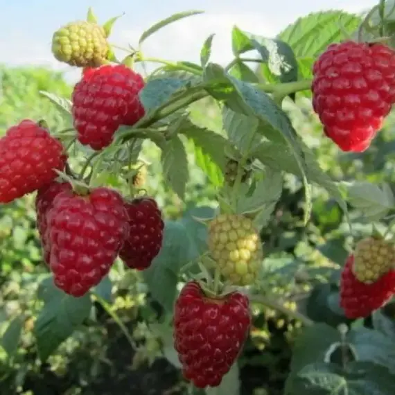 Малина ремонтантная Жар-птица