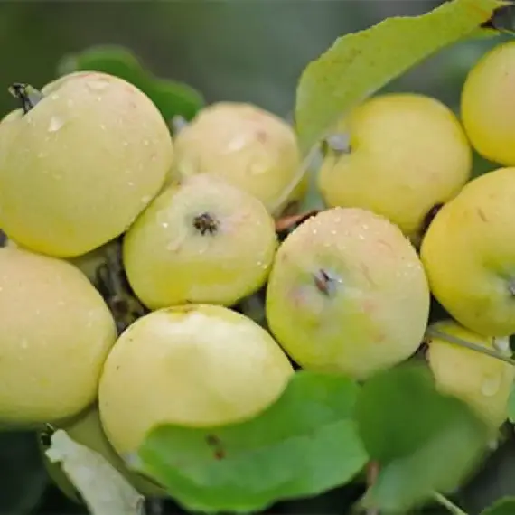 Яблоня Китайка Золотая Ранняя