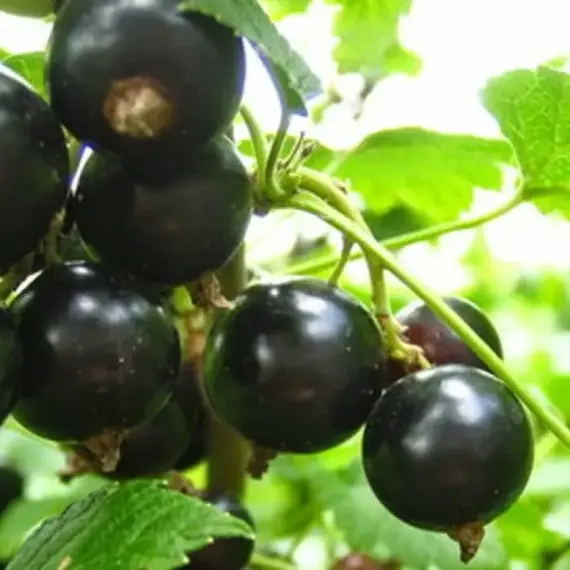 Смородина черная Лентяй