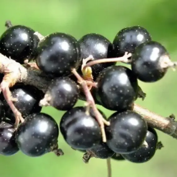 Смородина черная Нара
