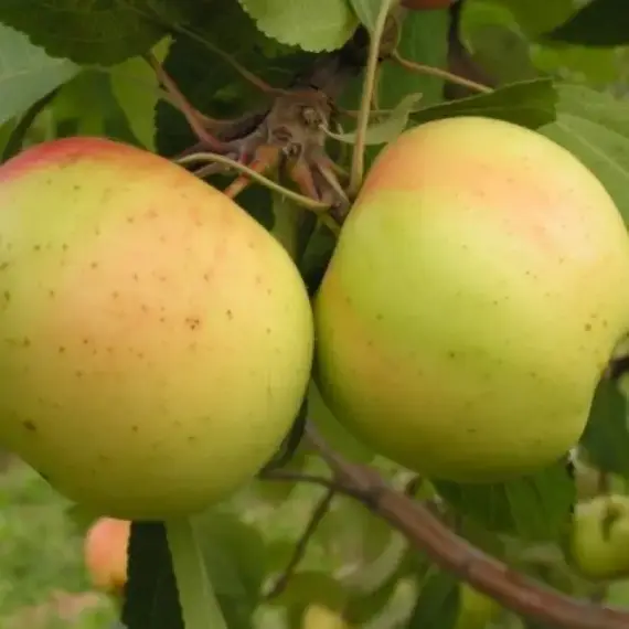 Яблоня Банановое